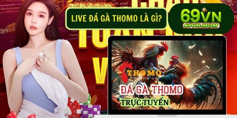 Live đá gà Thomo là hình thức đá gà được tổ chức trực tiếp tại các trường gà